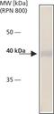 Cytohesin 2 antibody, MA1-25510, Invitrogen Antibodies, Western Blot image 