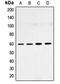 SMAD Family Member 4 antibody, orb214216, Biorbyt, Western Blot image 