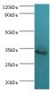 TNFRSF1A Associated Via Death Domain antibody, MBS1495986, MyBioSource, Western Blot image 