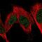 Fructosamine 3 Kinase Related Protein antibody, PA5-66002, Invitrogen Antibodies, Immunofluorescence image 