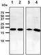 ADP Ribosylation Factor 1 antibody, GTX57579, GeneTex, Western Blot image 