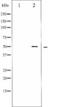 RUNX Family Transcription Factor 1 antibody, TA325832, Origene, Western Blot image 