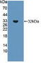 ATP Binding Cassette Subfamily C Member 8 antibody, abx128425, Abbexa, Western Blot image 