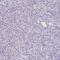 Thyroid Hormone Receptor Interactor 13 antibody, NBP2-38690, Novus Biologicals, Immunohistochemistry paraffin image 