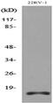 Apelin antibody, A02075, Boster Biological Technology, Western Blot image 