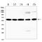 Arginine Vasopressin Receptor 1A antibody, A03279, Boster Biological Technology, Western Blot image 