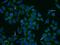Centrosomal Protein 290 antibody, 22490-1-AP, Proteintech Group, Immunofluorescence image 