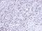 Cell Division Cycle 25C antibody, NBP1-33687, Novus Biologicals, Immunohistochemistry paraffin image 