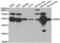 Collagenase 2 antibody, abx002192, Abbexa, Western Blot image 