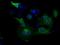 Ubiquitin Specific Peptidase 5 antibody, GTX83431, GeneTex, Immunocytochemistry image 