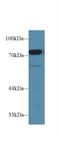 CD2 Associated Protein antibody, LS-C293272, Lifespan Biosciences, Western Blot image 