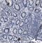 Peptide YY antibody, NBP1-05167, Novus Biologicals, Immunohistochemistry frozen image 