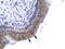 General Transcription Factor IIA Subunit 1 antibody, 31-248, ProSci, Immunohistochemistry paraffin image 
