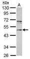 Centrosomal Protein 55 antibody, GTX112190, GeneTex, Western Blot image 