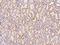 SAC1 Like Phosphatidylinositide Phosphatase antibody, 202859-T10, Sino Biological, Immunohistochemistry frozen image 