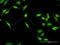 ELAV Like RNA Binding Protein 4 antibody, H00001996-D01P, Novus Biologicals, Immunocytochemistry image 