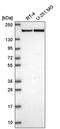 ASXL Transcriptional Regulator 1 antibody, PA5-66665, Invitrogen Antibodies, Western Blot image 