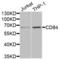 CD84 Molecule antibody, LS-C334717, Lifespan Biosciences, Western Blot image 