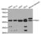 Phosphoglycerate Kinase 1 antibody, MBS127758, MyBioSource, Western Blot image 