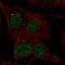 AT-Hook Transcription Factor antibody, HPA052367, Atlas Antibodies, Immunocytochemistry image 