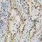 JunB Proto-Oncogene, AP-1 Transcription Factor Subunit antibody, LS-C368983, Lifespan Biosciences, Immunohistochemistry frozen image 