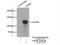 Ubiquitin Specific Peptidase 48 antibody, 12076-1-AP, Proteintech Group, Immunoprecipitation image 