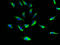 Succinate Receptor 1 antibody, A63524-100, Epigentek, Immunofluorescence image 