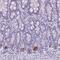 Transmembrane Protein 91 antibody, PA5-62763, Invitrogen Antibodies, Immunohistochemistry paraffin image 