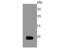 S100 Calcium Binding Protein A1 antibody, NBP2-67119, Novus Biologicals, Western Blot image 