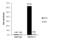 SWI/SNF Related, Matrix Associated, Actin Dependent Regulator Of Chromatin Subfamily C Member 1 antibody, GTX114777, GeneTex, Chromatin Immunoprecipitation image 