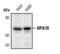 Replication Protein A1 antibody, PA5-17377, Invitrogen Antibodies, Western Blot image 
