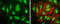 Cyclin D3 antibody, GTX101522, GeneTex, Immunofluorescence image 
