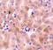BCL2 Related Protein A1 antibody, A03850, Boster Biological Technology, Immunohistochemistry frozen image 