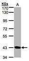 Serine/Threonine Kinase 17a antibody, PA5-21849, Invitrogen Antibodies, Western Blot image 