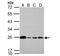 Glyoxalase I antibody, NBP1-31466, Novus Biologicals, Western Blot image 
