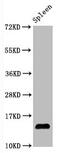 Histone Cluster 1 H2A Family Member E antibody, CSB-RA010385A39ohHU, Cusabio, Western Blot image 
