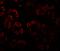 HLP antibody, LS-B12157, Lifespan Biosciences, Immunofluorescence image 