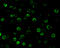 Caspase 8 Associated Protein 2 antibody, 2271, QED Bioscience, Immunofluorescence image 