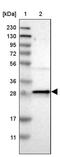 MRG Domain Binding Protein antibody, PA5-53534, Invitrogen Antibodies, Western Blot image 