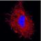 GABA Type A Receptor-Associated Protein antibody, NBP1-71771, Novus Biologicals, Immunofluorescence image 