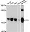 Peptidylprolyl Isomerase H antibody, A12172, ABclonal Technology, Western Blot image 