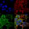 Protocadherin Gamma Subfamily A, 3 antibody, SMC-451D-HRP, StressMarq, Immunofluorescence image 