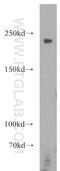 RPTOR Independent Companion Of MTOR Complex 2 antibody, 12901-1-AP, Proteintech Group, Western Blot image 