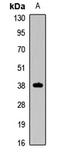 Paired box protein Pax-4 antibody, orb412345, Biorbyt, Western Blot image 