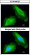 DEAD-Box Helicase 3 Y-Linked antibody, GTX109727, GeneTex, Immunofluorescence image 