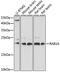 RAB1A, Member RAS Oncogene Family antibody, 16-929, ProSci, Western Blot image 