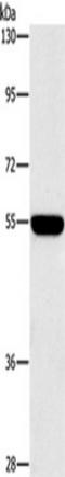 Sialic Acid Binding Ig Like Lectin 7 antibody, TA351044, Origene, Western Blot image 