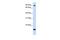 TSR1 Ribosome Maturation Factor antibody, GTX46464, GeneTex, Western Blot image 