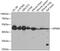 G Protein-Coupled Receptor 68 antibody, GTX55646, GeneTex, Western Blot image 