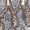 Hydroxyacyl-CoA Dehydrogenase Trifunctional Multienzyme Complex Subunit Alpha antibody, NBP1-83387, Novus Biologicals, Immunohistochemistry paraffin image 